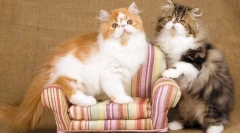 Персиски мачки: неразделна комуникација со човекот